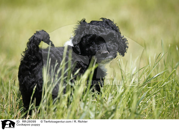Cockapoo puppy / RR-26099
