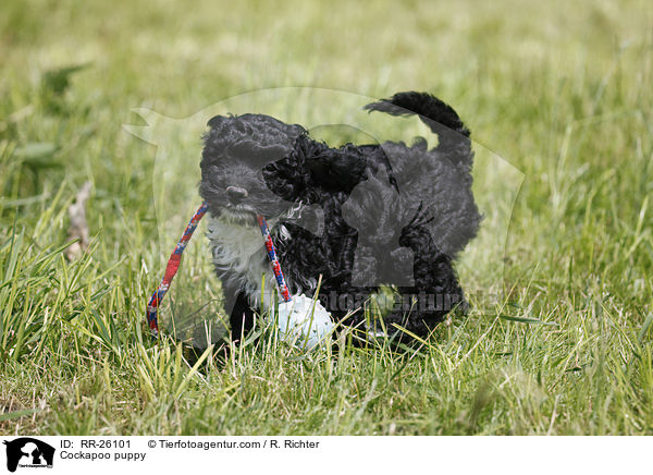 Cockapoo puppy / RR-26101