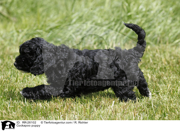 Cockapoo puppy / RR-26102