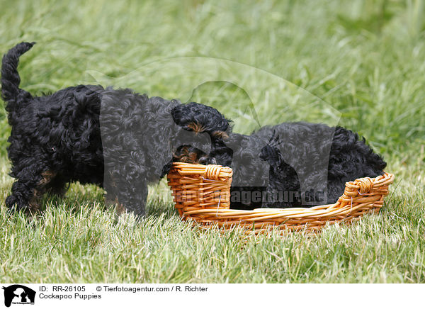 Cockapoo Puppies / RR-26105