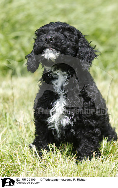 Cockapoo puppy / RR-26109