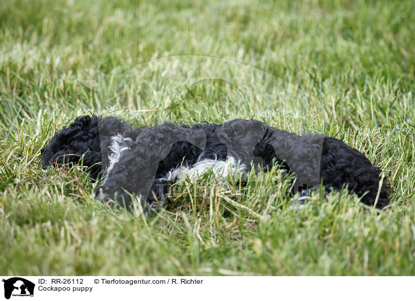 Cockapoo puppy / RR-26112