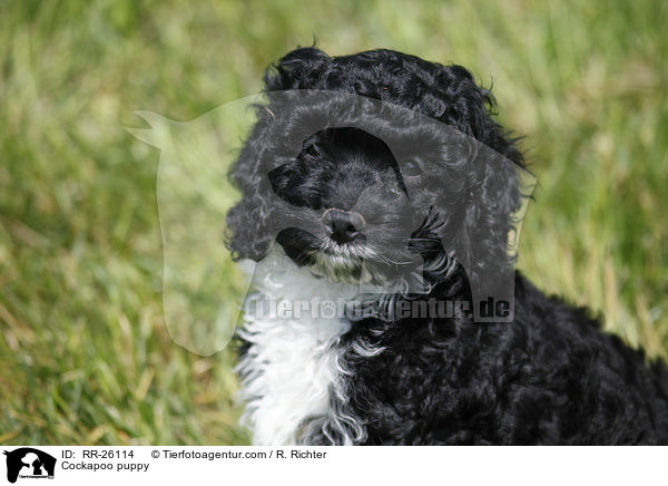 Cockapoo puppy / RR-26114