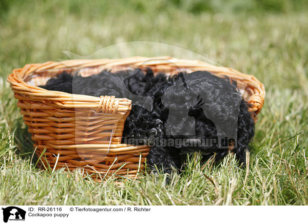 Cockapoo puppy / RR-26116