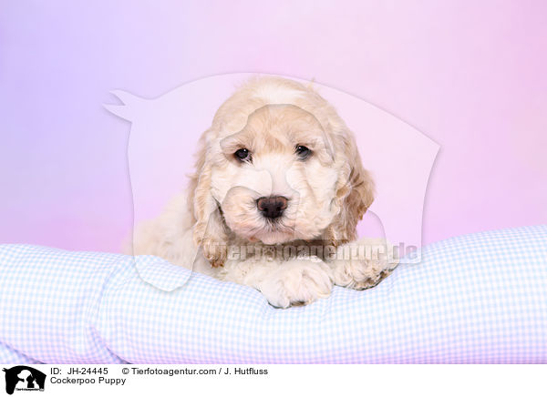 Cockerpoo Puppy / JH-24445