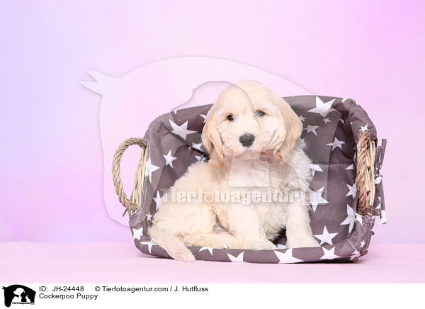 Cockerpoo Puppy / JH-24448