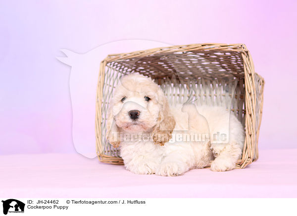 Cockerpoo Puppy / JH-24462