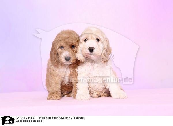 Cockerpoo Puppies / JH-24463
