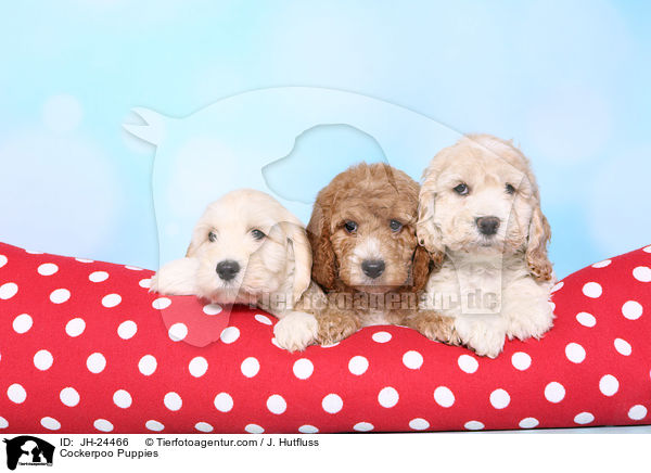Cockerpoo Puppies / JH-24466