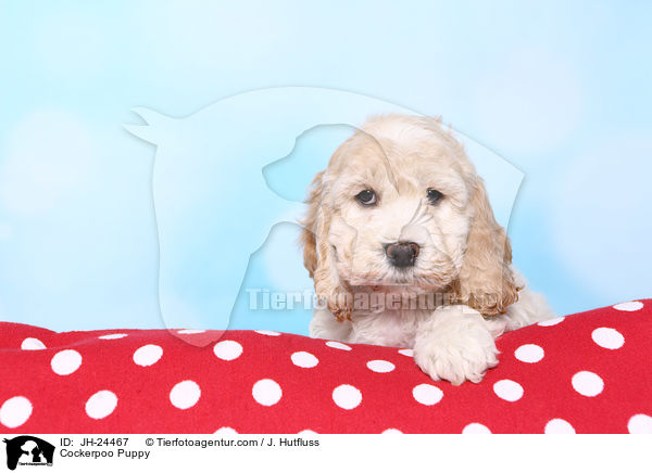 Cockerpoo Puppy / JH-24467