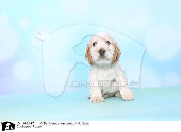 Cockerpoo Puppy / JH-24471