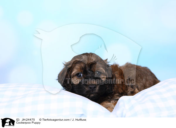 Cockerpoo Puppy / JH-24475
