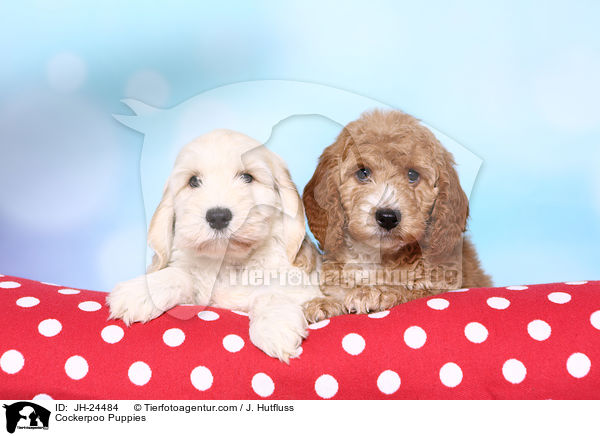 Cockerpoo Puppies / JH-24484