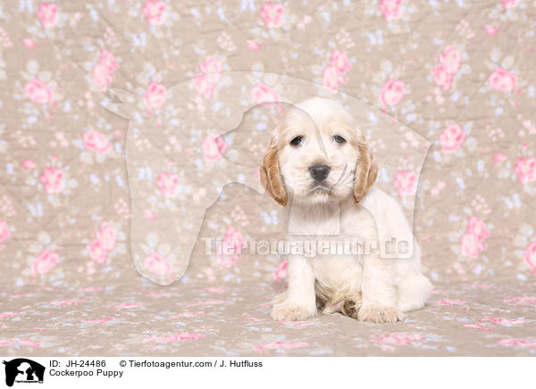 Cockerpoo Puppy / JH-24486