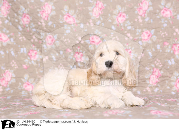 Cockerpoo Puppy / JH-24490