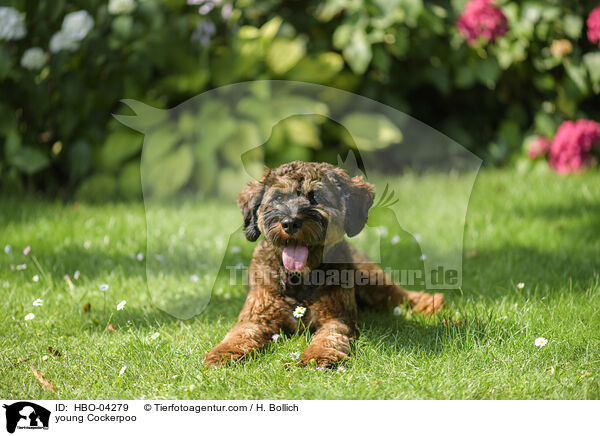 young Cockerpoo / HBO-04279