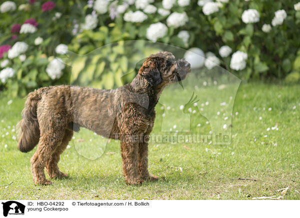young Cockerpoo / HBO-04292