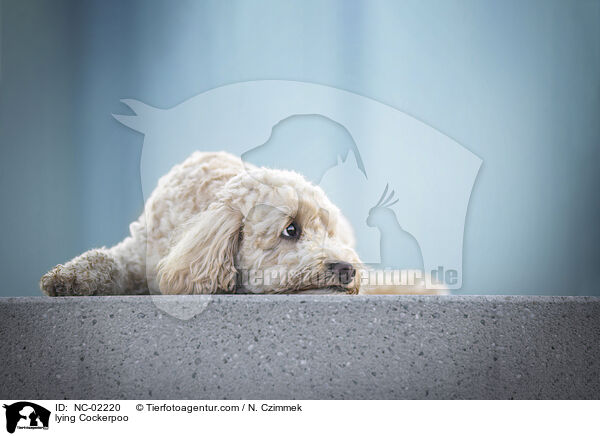 lying Cockerpoo / NC-02220