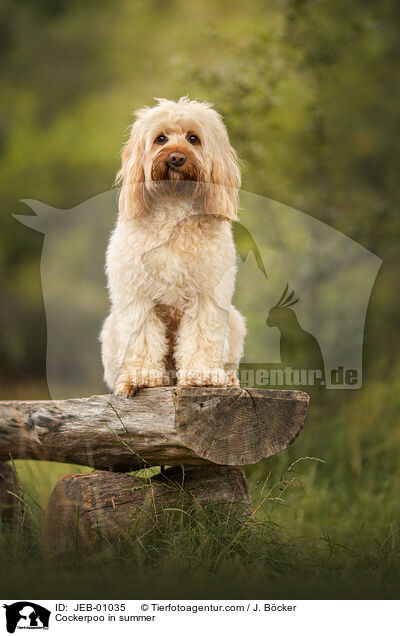 Cockerpoo in summer / JEB-01035
