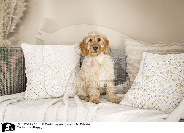 Cockerpoo Puppy / NP-02452