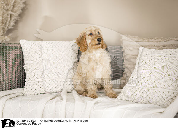 Cockerpoo Puppy / NP-02453