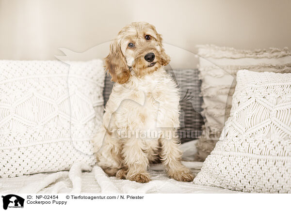 Cockerpoo Puppy / NP-02454