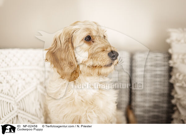 Cockerpoo Puppy / NP-02458