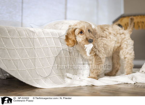 Cockerpoo Puppy / NP-02462