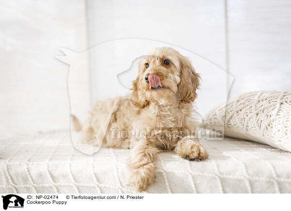 Cockerpoo Puppy / NP-02474
