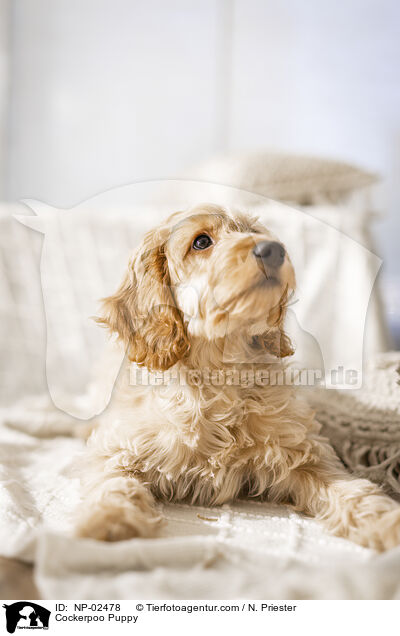 Cockerpoo Puppy / NP-02478