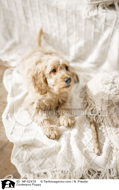 Cockerpoo Puppy / NP-02479