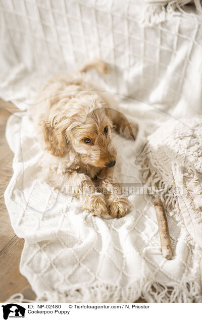 Cockerpoo Puppy / NP-02480