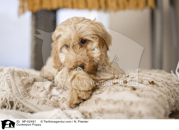 Cockerpoo Puppy / NP-02491