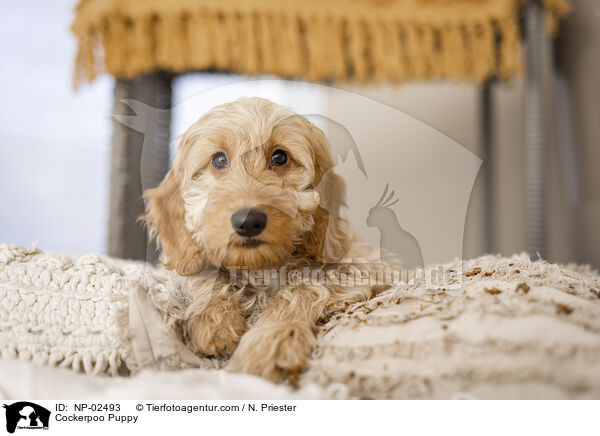 Cockerpoo Puppy / NP-02493