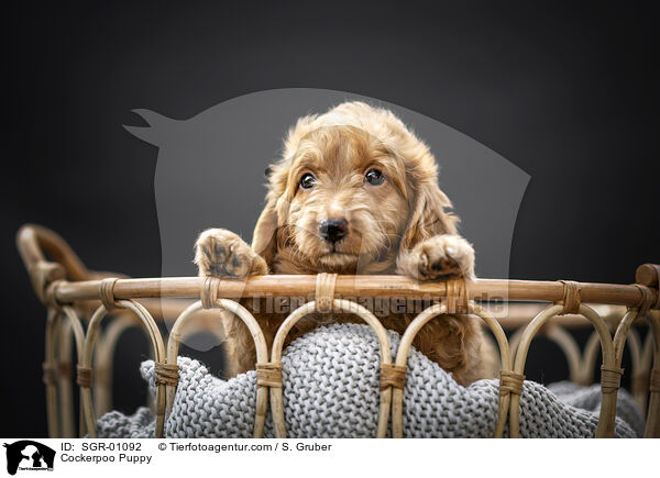 Cockerpoo Puppy / SGR-01092
