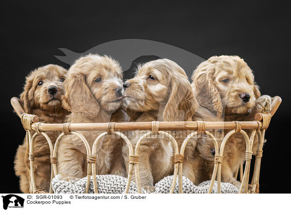 Cockerpoo Puppies / SGR-01093