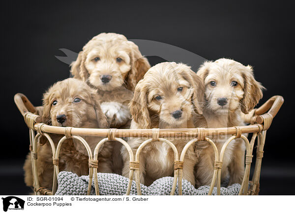 Cockerpoo Puppies / SGR-01094
