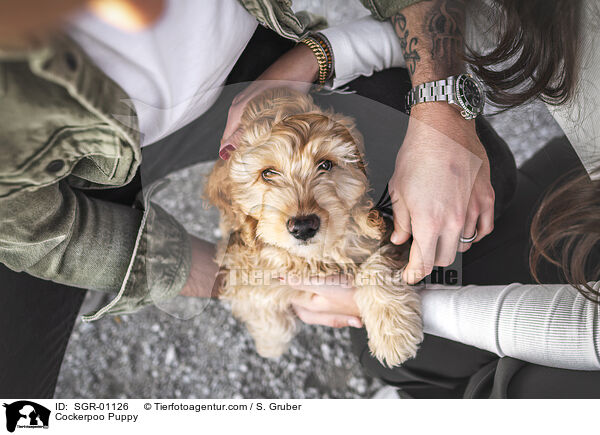 Cockerpoo Puppy / SGR-01126