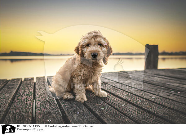 Cockerpoo Puppy / SGR-01135
