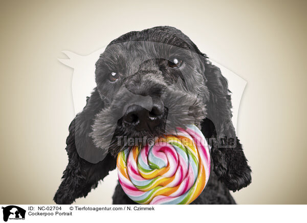 Cockerpoo Portrait / NC-02704