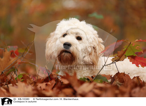 Cockapoo in autumn / KB-10380