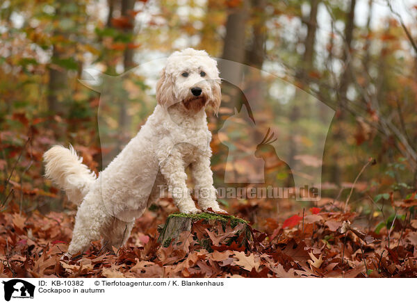 Cockapoo in autumn / KB-10382