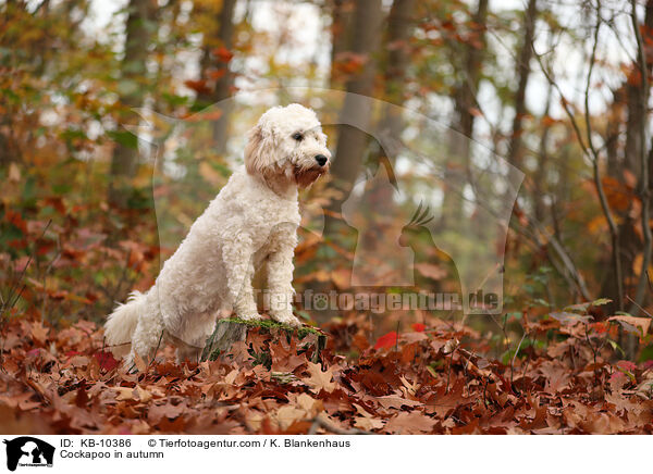 Cockapoo in autumn / KB-10386