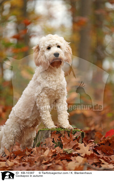 Cockapoo in autumn / KB-10387