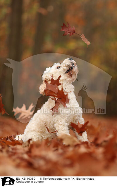 Cockapoo in autumn / KB-10389