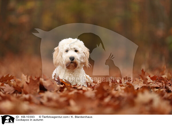 Cockapoo in autumn / KB-10393