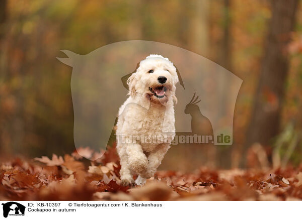 Cockapoo in autumn / KB-10397