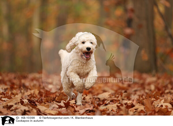 Cockapoo in autumn / KB-10398