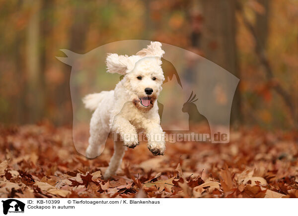Cockapoo in autumn / KB-10399