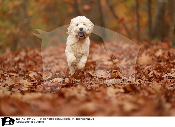 Cockapoo in autumn / KB-10400